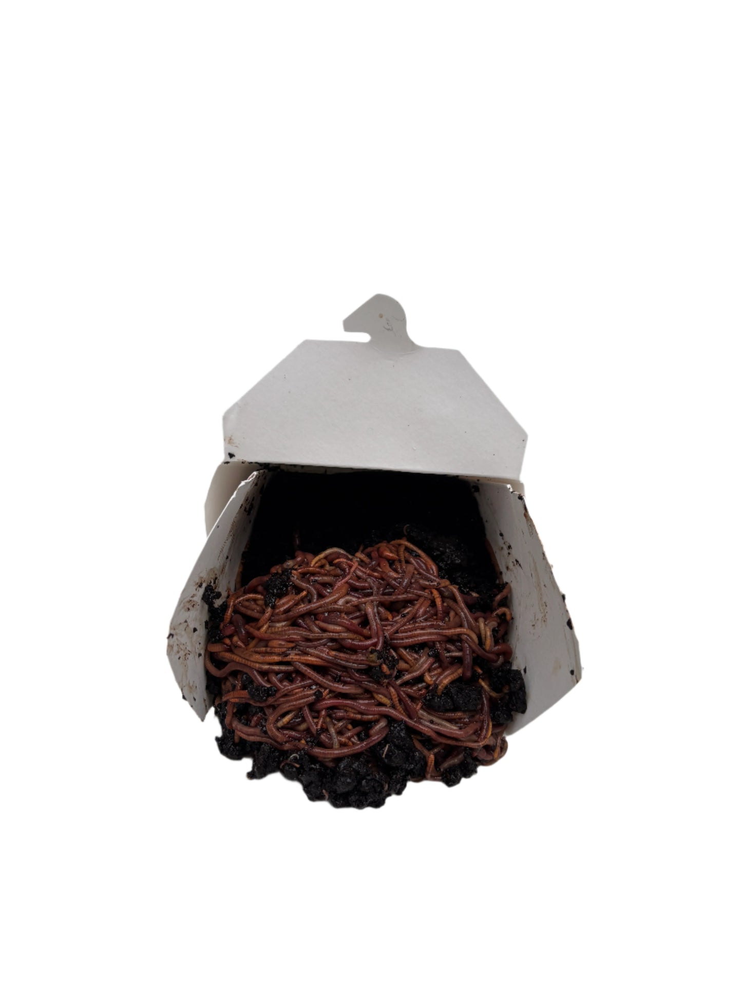 Red Wigglers (worms)