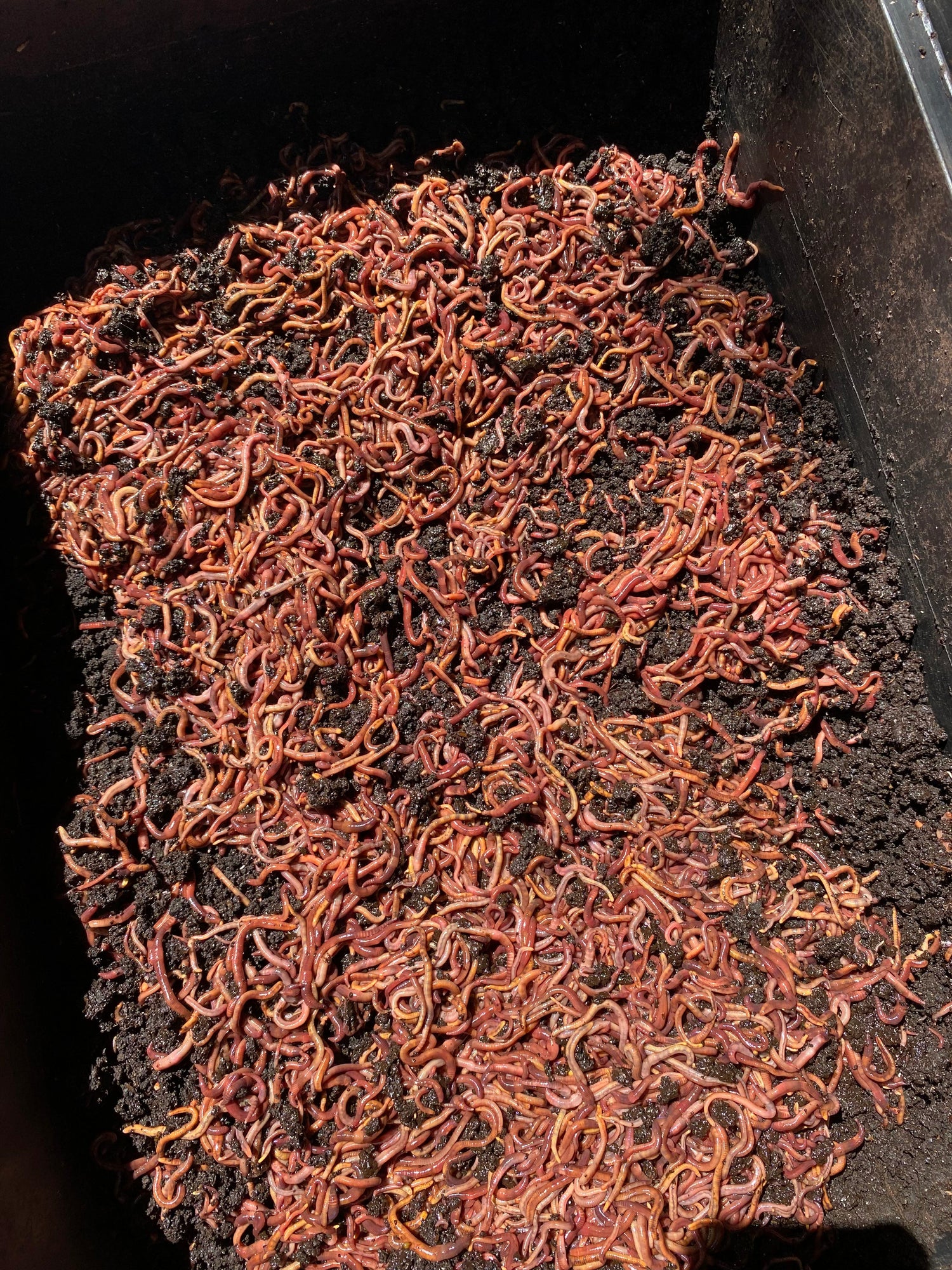 WORM CASTINGS / VERMICOMPOST